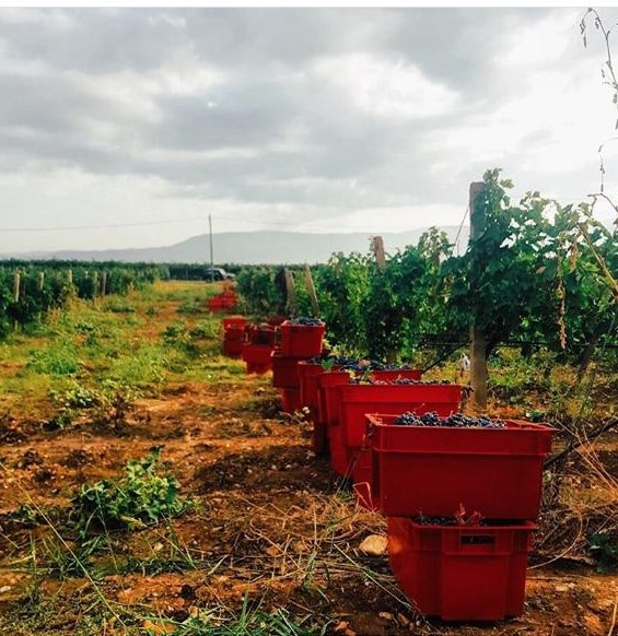 Grozd Wines, Best Harvest Picture Competition 2019, Week 1 Winner, Winerist