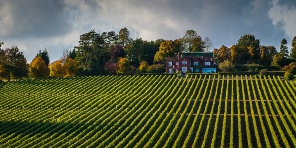 Hambledon Best Wineries in Hampshire Winerist