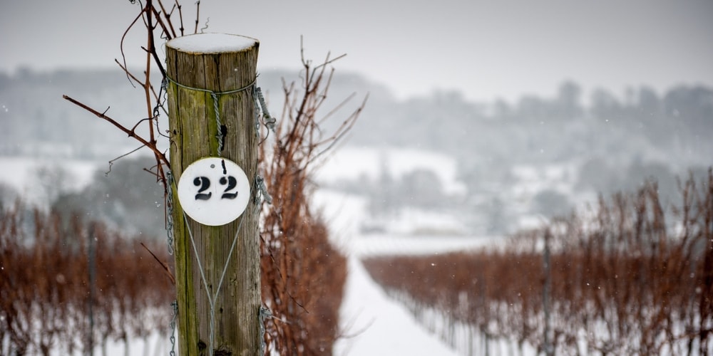 Hambledon Vineyards Winerist