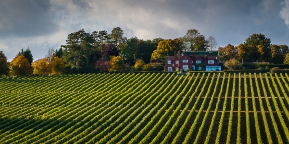 Hambledon Wines England’s Oldest Vineyard, Winerist