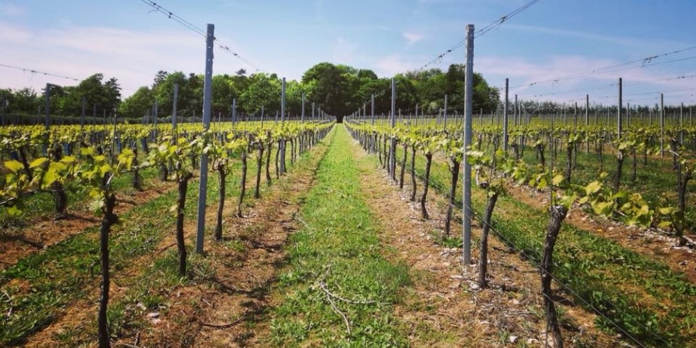 Hattingley Valley Best Wineries in Hampshire Winerist