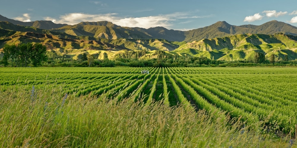 Kiwi Sauvignon Blanc 葡萄酒世界的英雄白葡萄酒 酿酒师