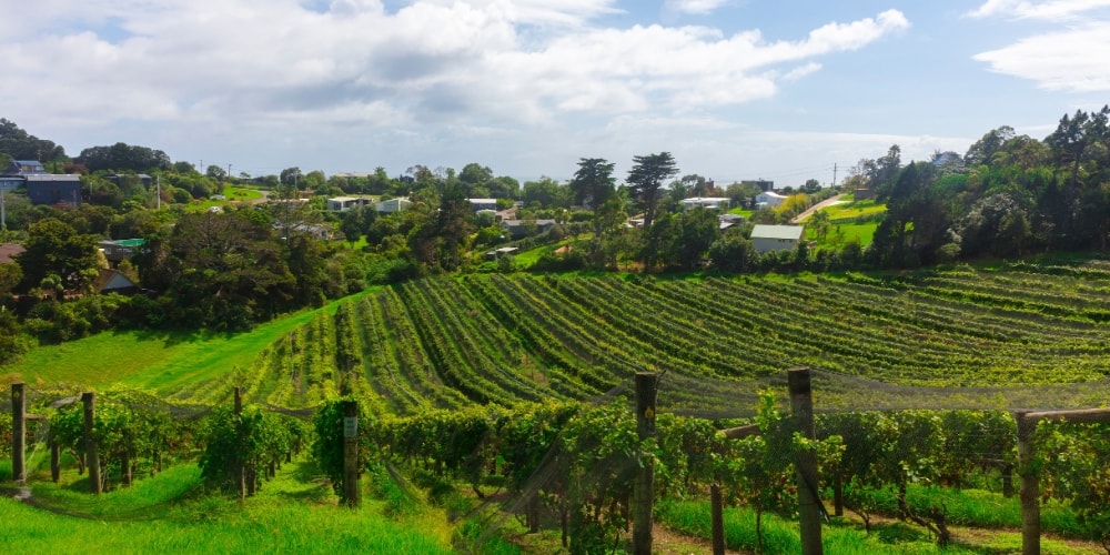 Kiwi Sauvignon Blanc 葡萄酒世界的英雄白葡萄酒 酿酒师