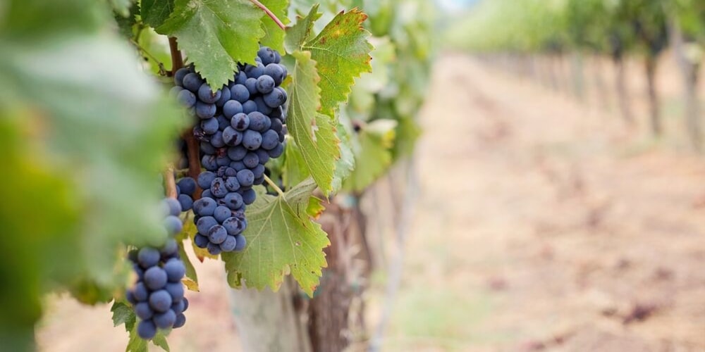 La Recova Vineyard, Best Wineries in Casablanca Valley, Chile, Winerist