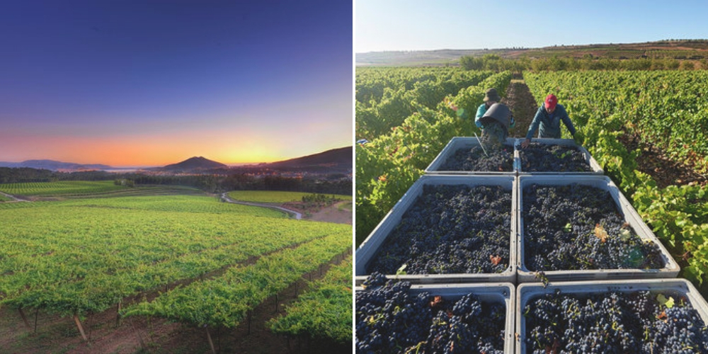 Spotlight on Rioja Alta Winerist