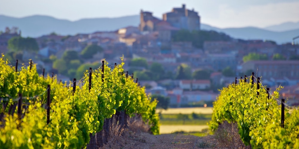Languedoc Vines Wines of the Languedoc Winerist