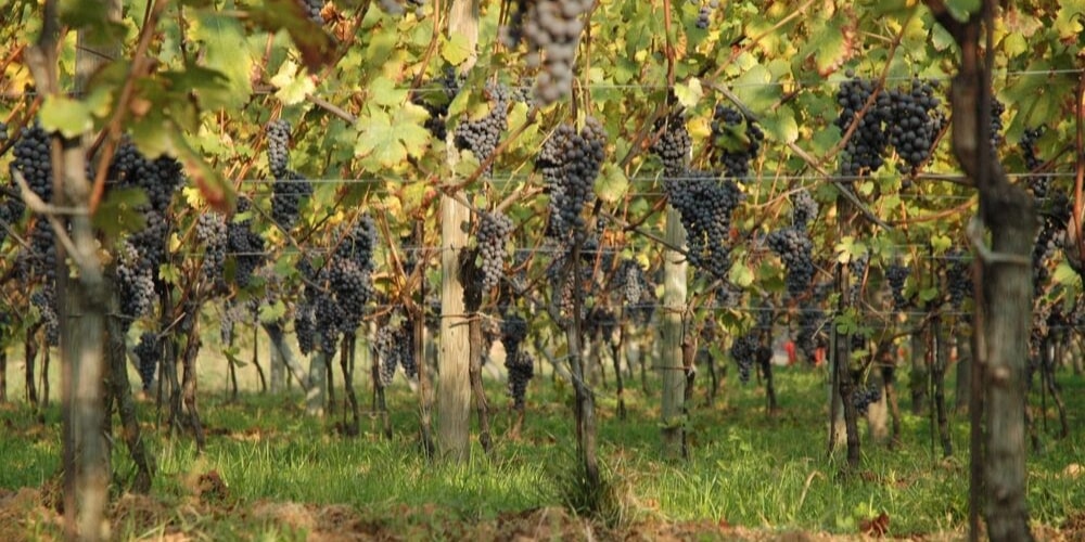 Le Piane, Top Wineries to Visit in Piedmont, Winerist