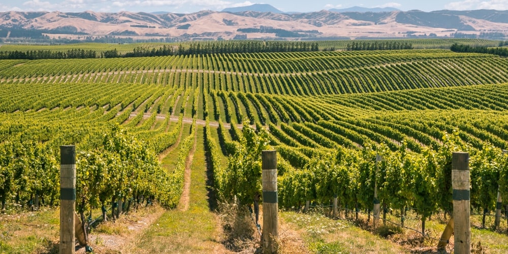 Marlborough at a Glance, New Zealand Travel Guide Marlborough, Winerist