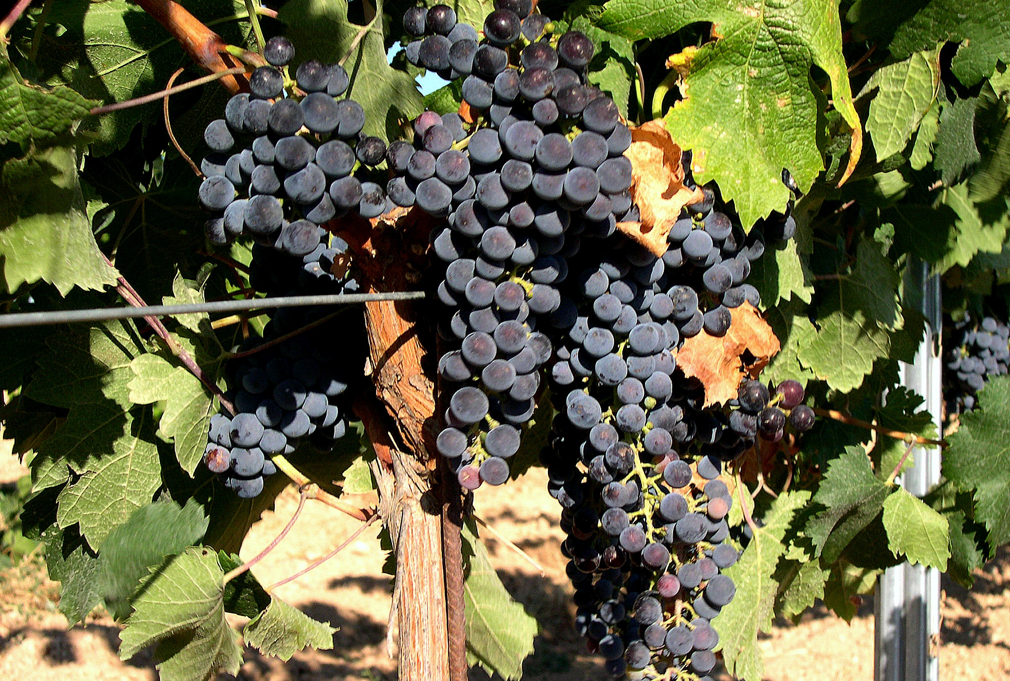 Merlot grapes