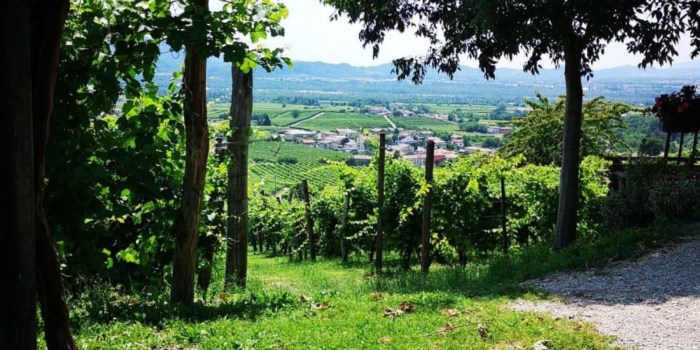 Meet a regional icon: Mionetto Prosecco Winerist