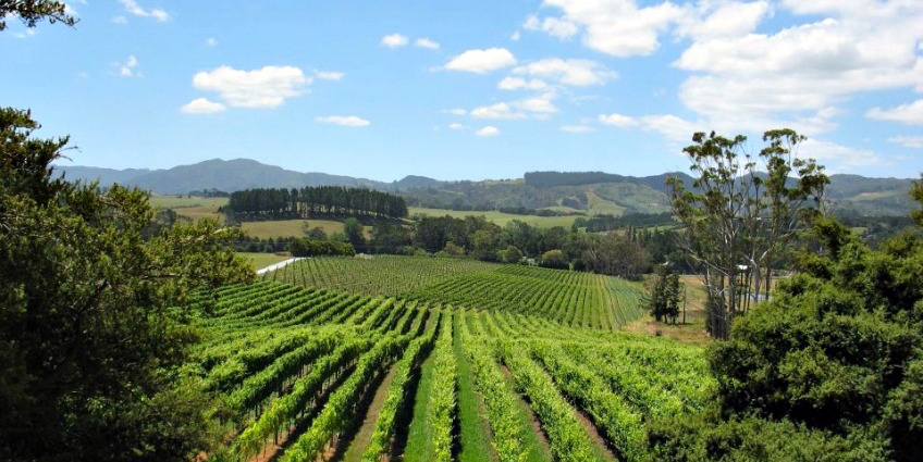 Vineyards of New Zealand