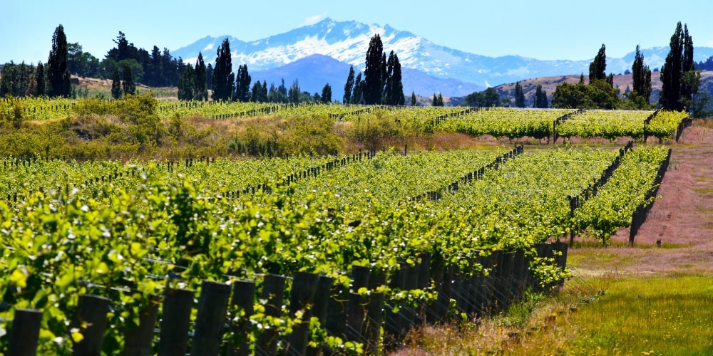 Vineyard, New Zealand Travel Guide - Central Otago, Winerist