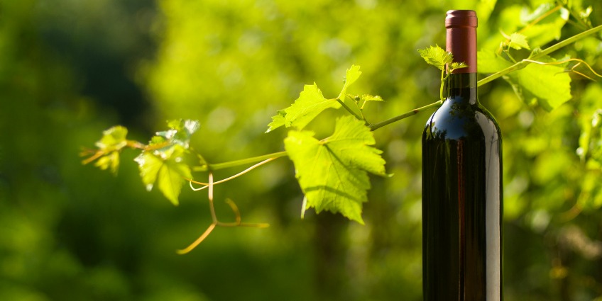 你需要知道的关于有机和生物动力葡萄酒生产的一切