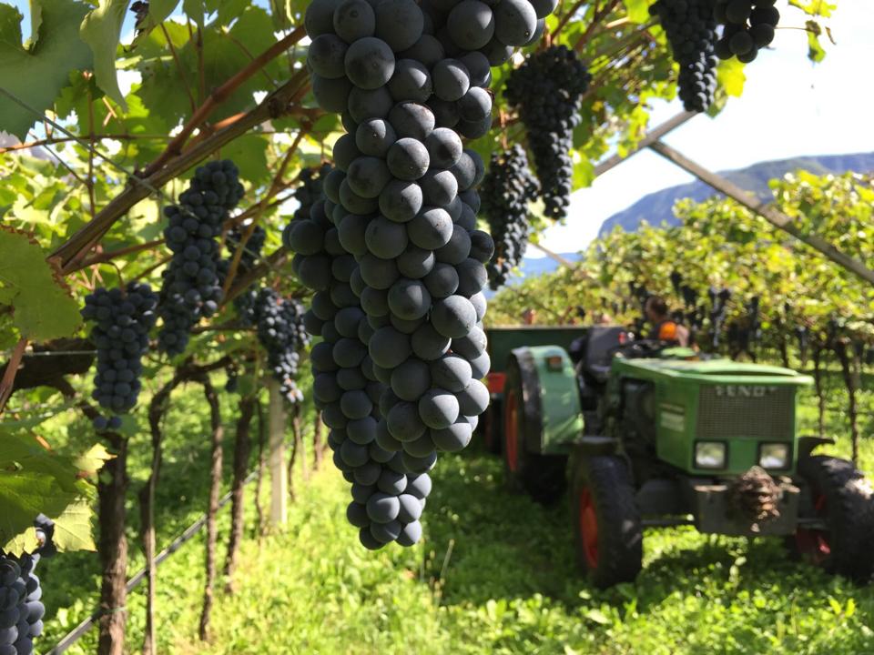 Picking Teroldego in Trentino