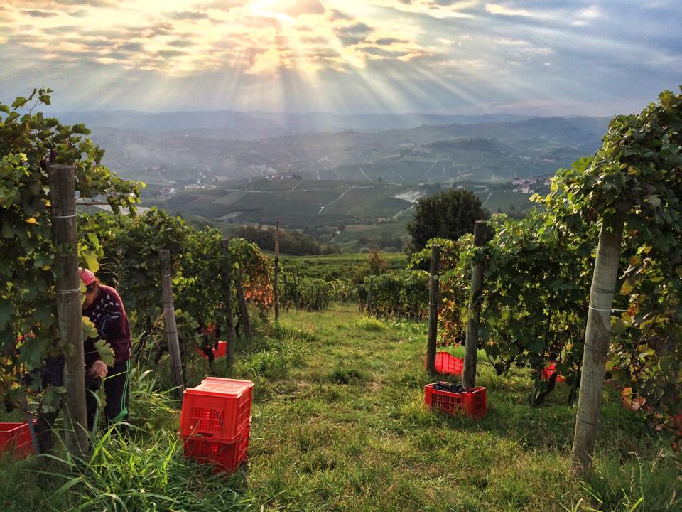 Picing Barbera in La Morra