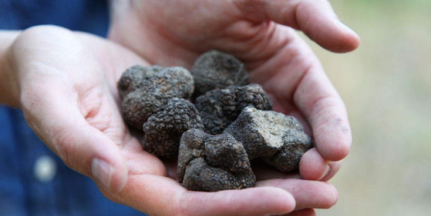 Black truffles from Provence 