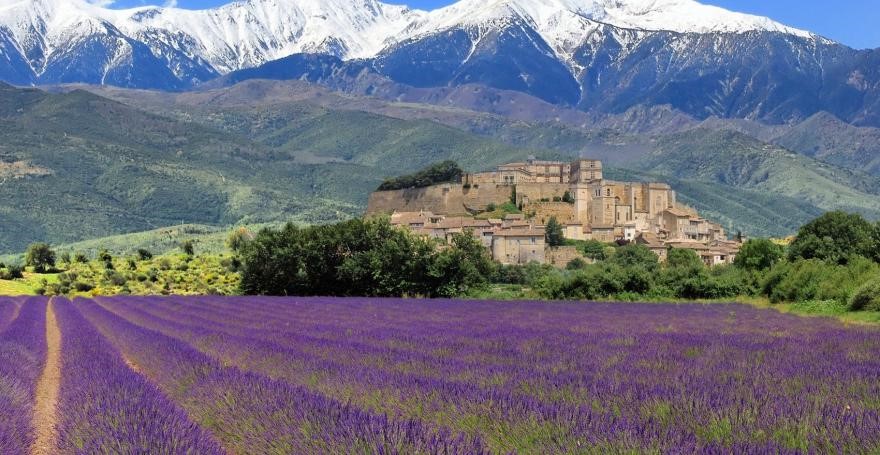 Provence Lavender Fields