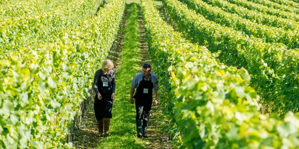 Raimes English Sparkling, Wineries of Hampshire, Winerist