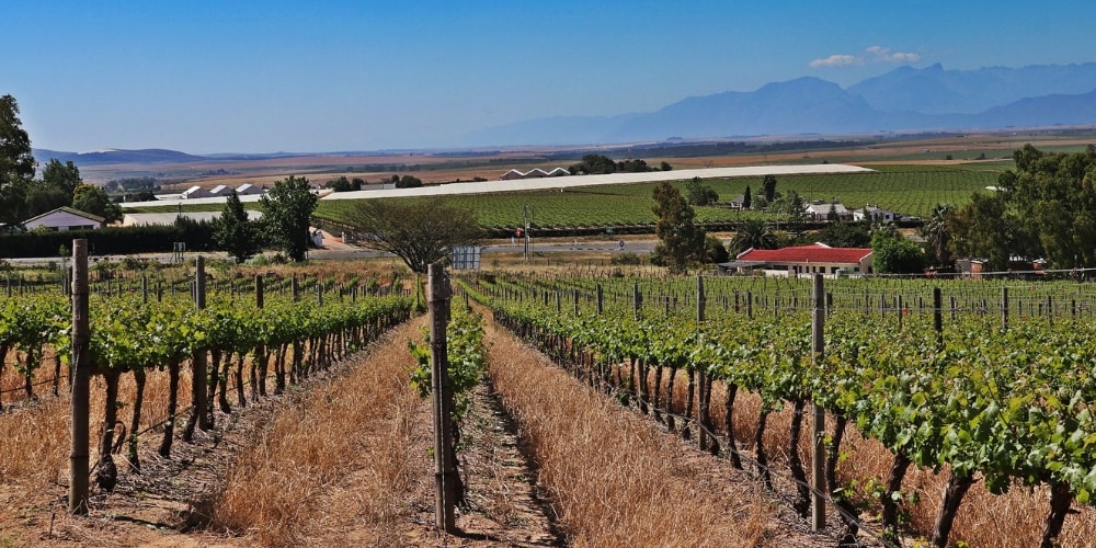 Ridgeback Winery in Paarl winerist.com