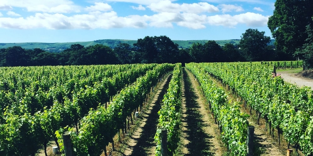 Ridgeview Best Wineries in Sussex Winerist