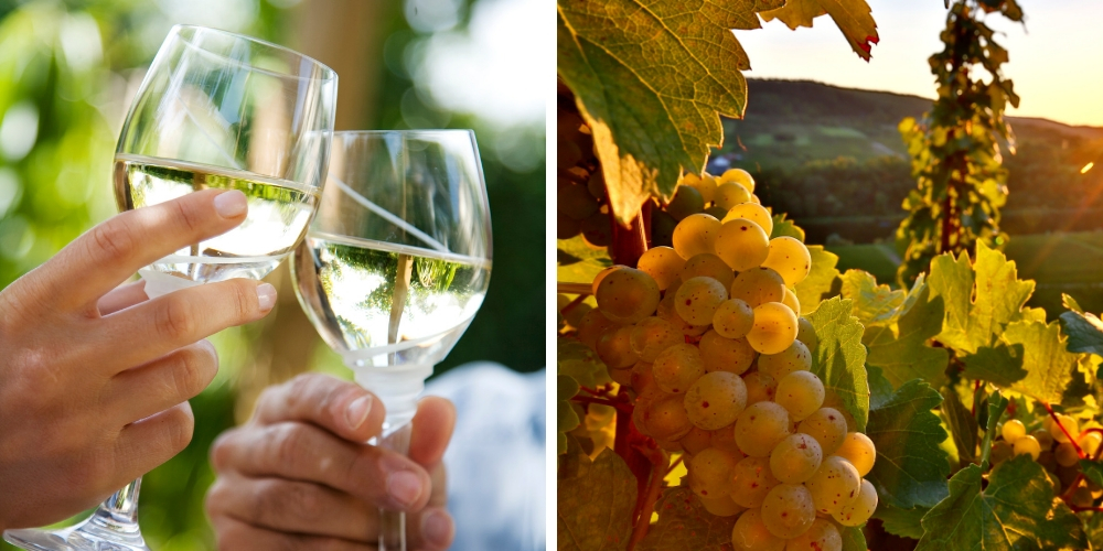 Riesling, What Are The Grape Varieties That Are Shaking Up New Zealand, Winerist