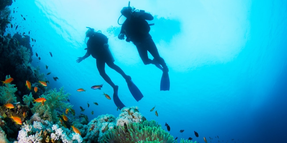Scuba diving, New Zealand Travel Guide to Northland, Winerist