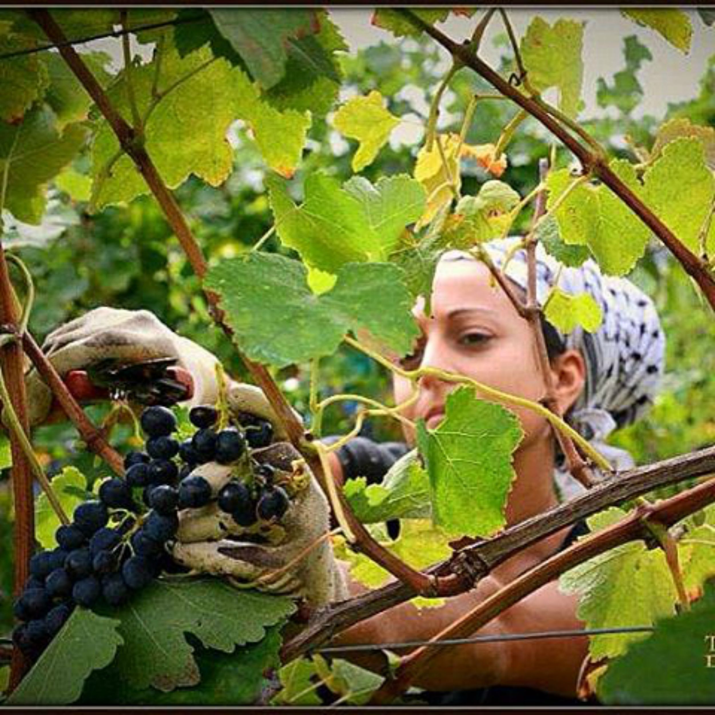 Tenuta Colli di Serrapetrona