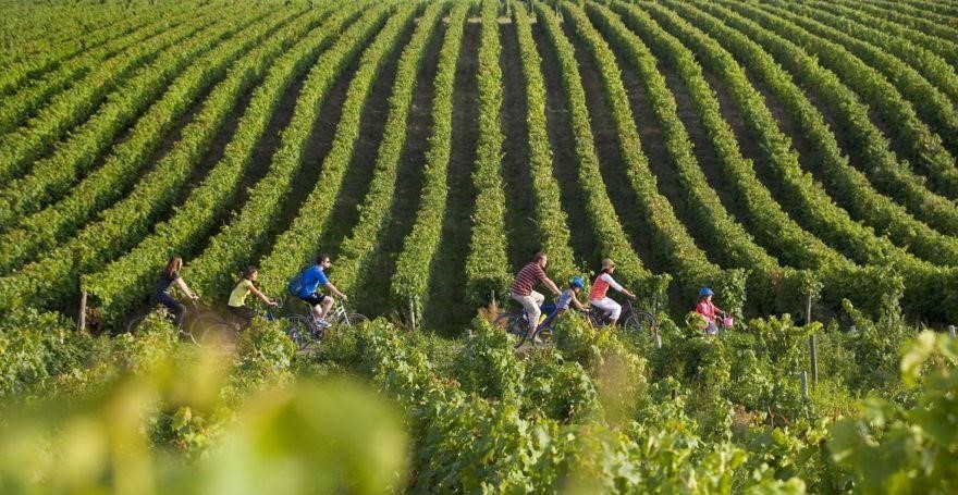 St Emilion Winerist Bike