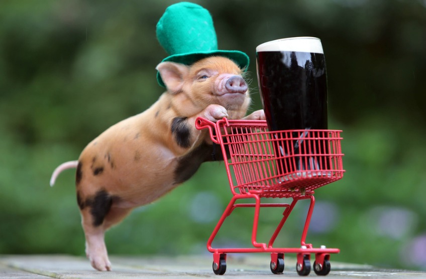 St Patrick's Day Guinness pig