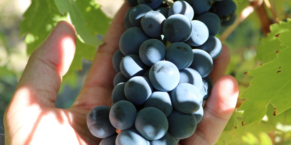 Syrah, What Are The Grape Varieties That Are Shaking Up New Zealand, Winerist