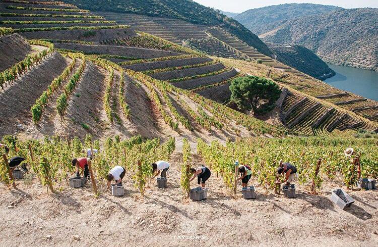 Taylor's Port, Douro Valley, Best Harvest Picture Competition 2019, Week 2 Winner, Winerist