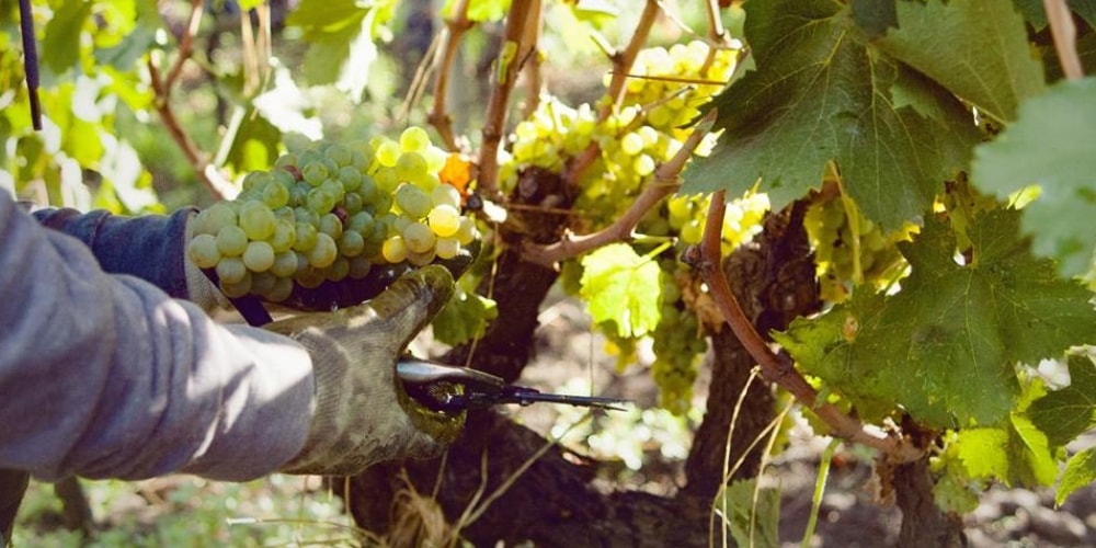 Tenuta Terre Nere Best Wineries to Visit in Etna, Sicily winerist.com