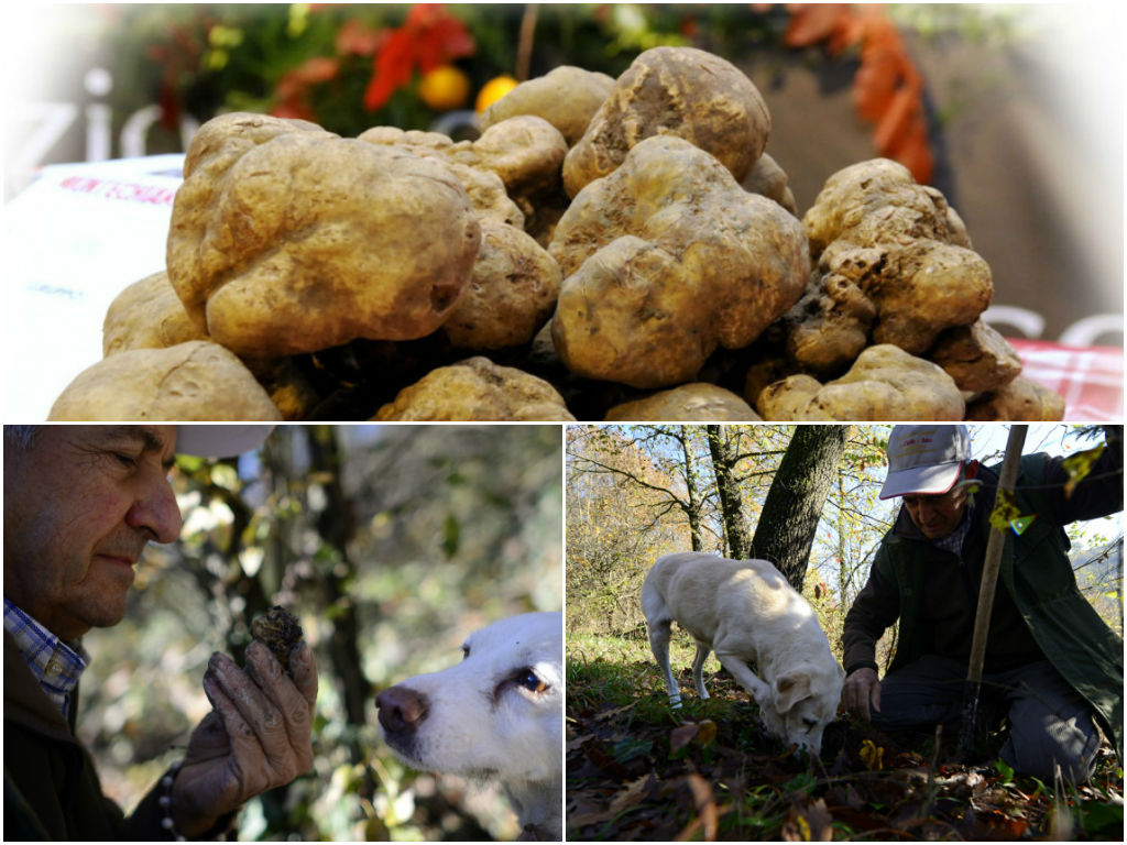 Truffle Hunting in the Langhe hills