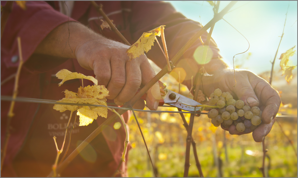 Harvest Competition