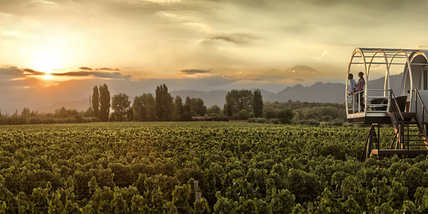 Entre Cielos Vineyard