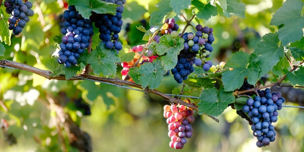 Vini Biondi Best Wineries to Visit in Etna, Sicily winerist.com