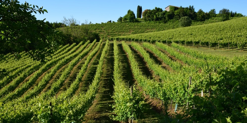 Wine Regions near Palermo winerist.com