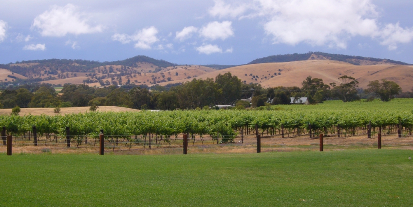 Wine making in Barossa