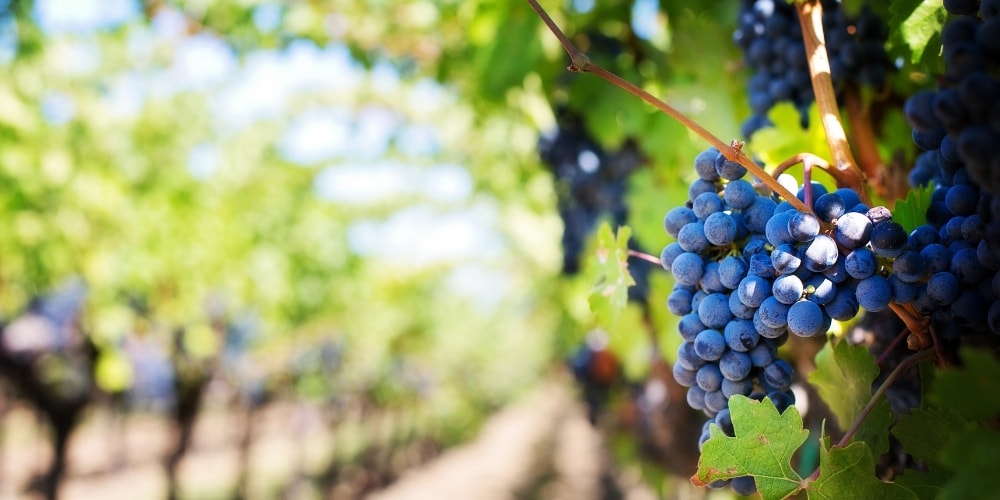 Grapes Wines of the Languedoc Winerist