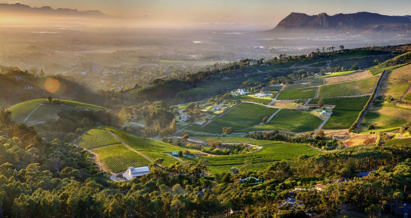Vineyards in Constantina, SOUTH AFRICA
