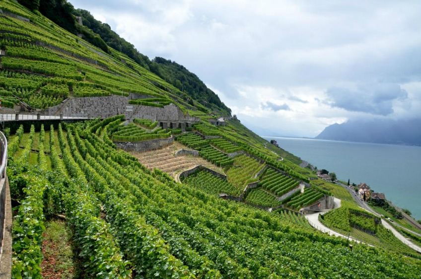 vineyard in Lavaux, SWITZERLAND