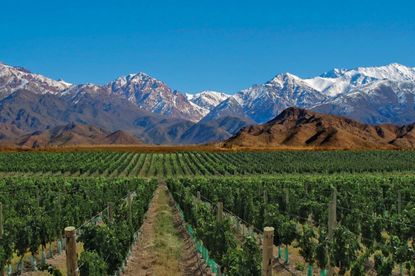 Vineyards in Mendoza, ARGENTINA