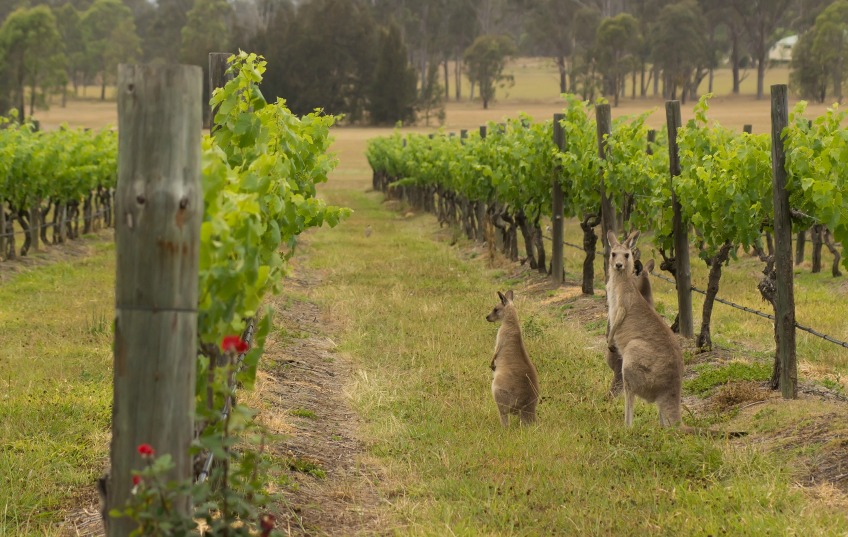 vineyards in Hunter Valley, AUSTRALIA