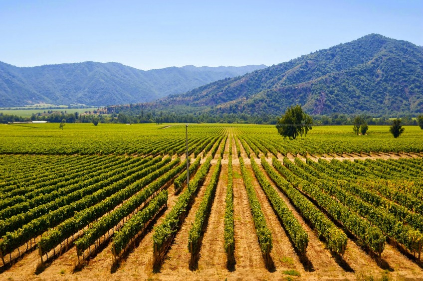 Vineyard in Maipo Valley, CHILE