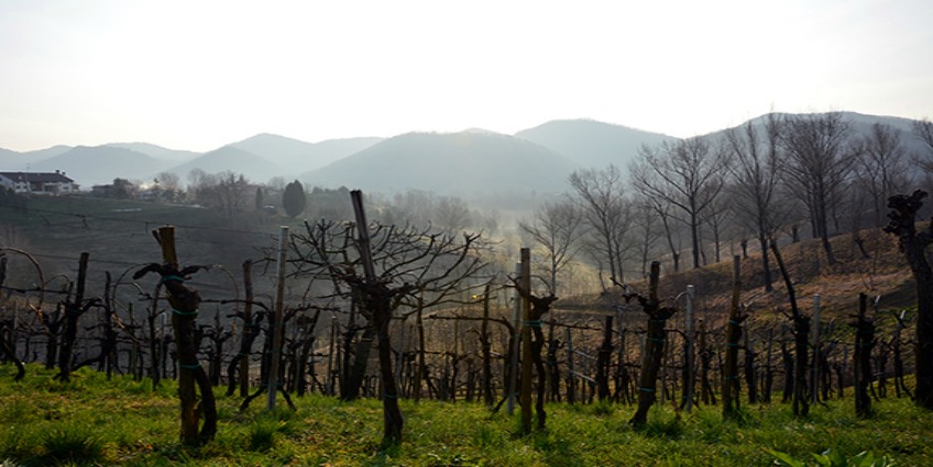 Prosecco Asolo Wine Region - Bele Casel