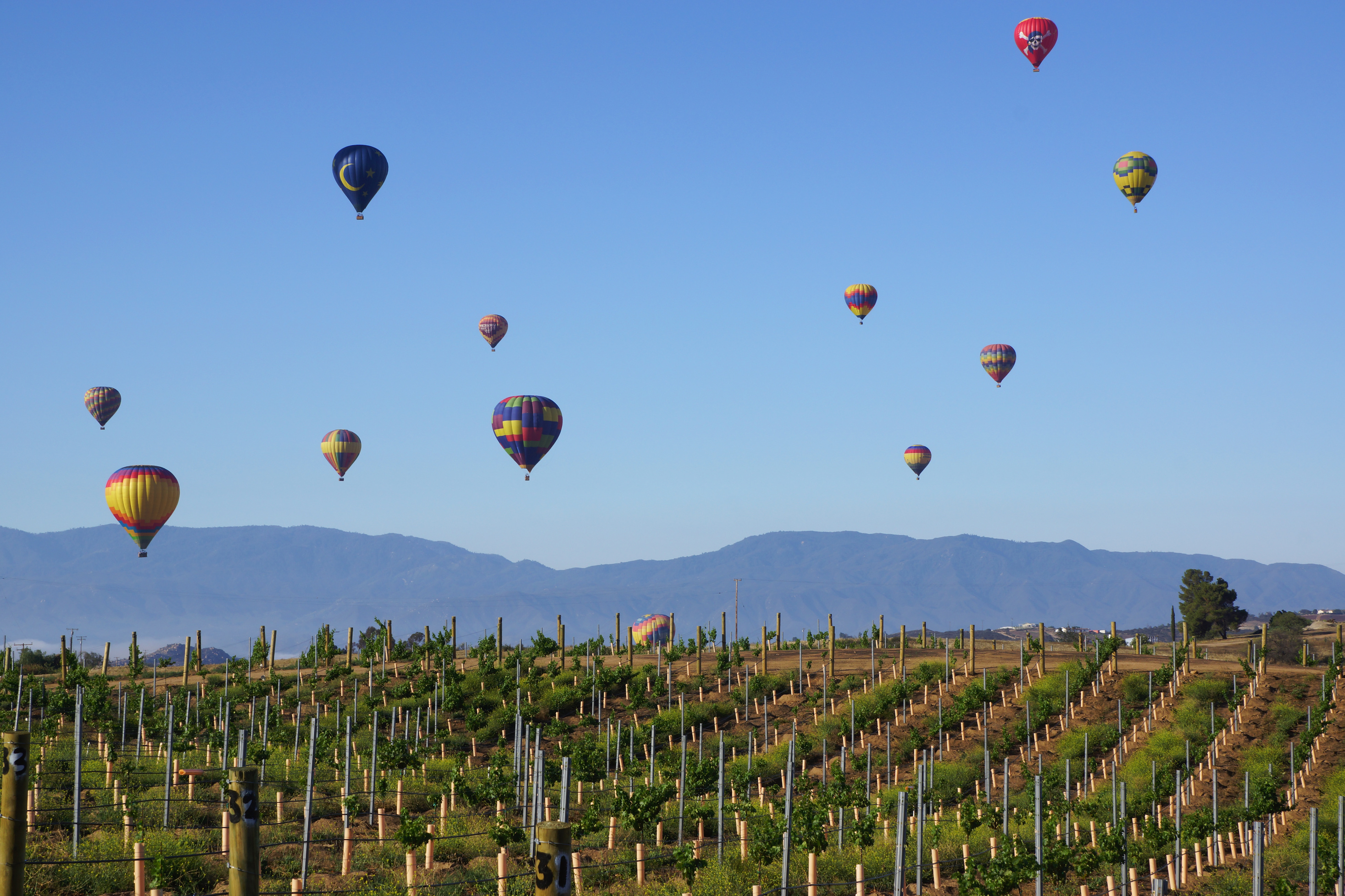 California vines