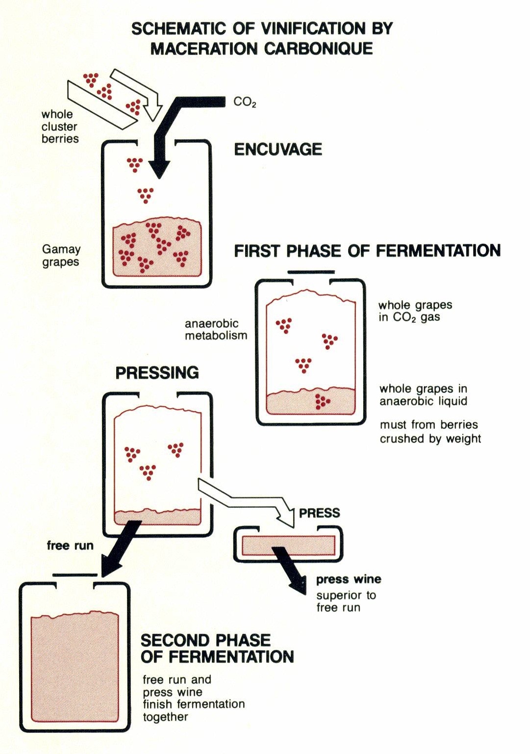 Carbonic maceration process