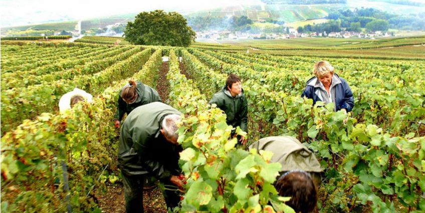Harvest in Champagne region