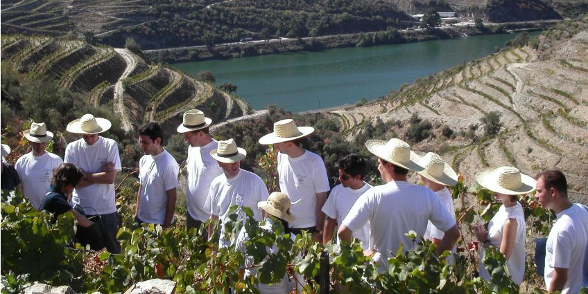 Harvest at the Douro Valley