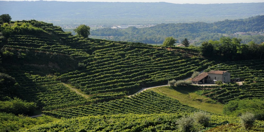 Prosecco Wine Region - vineyards